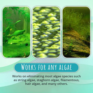 đ„Hot Salesđ„Algae Repellent Agent